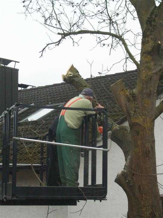 Teleskopstapler zum Schneiden für Bäume